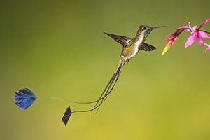 Marevelous Spatuletail Marevelous Spatuletail