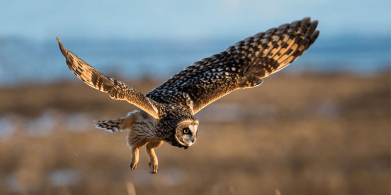 Short-eared Owl Short-eared Owl