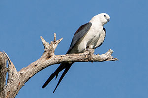 Swallow-tailed Kite Swallow-tailed Kite