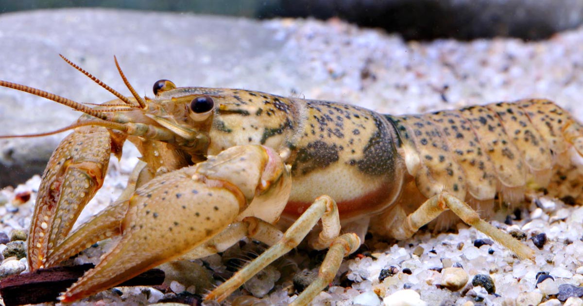 Big Creek crayfish Big Creek crayfish