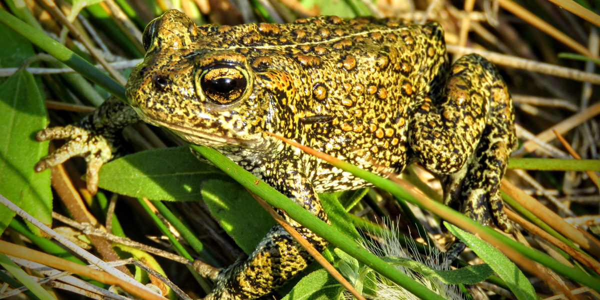 Dixie Valley toad Dixie Valley toad