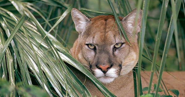 Florida panther Florida panther