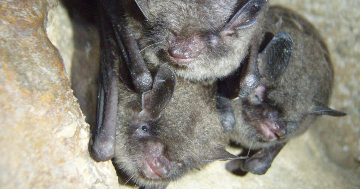 Indiana bats