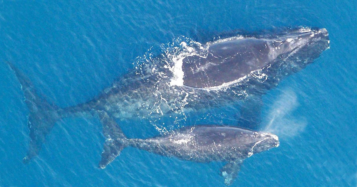 North Atlantic right whale and calf North Atlantic right whale and calf