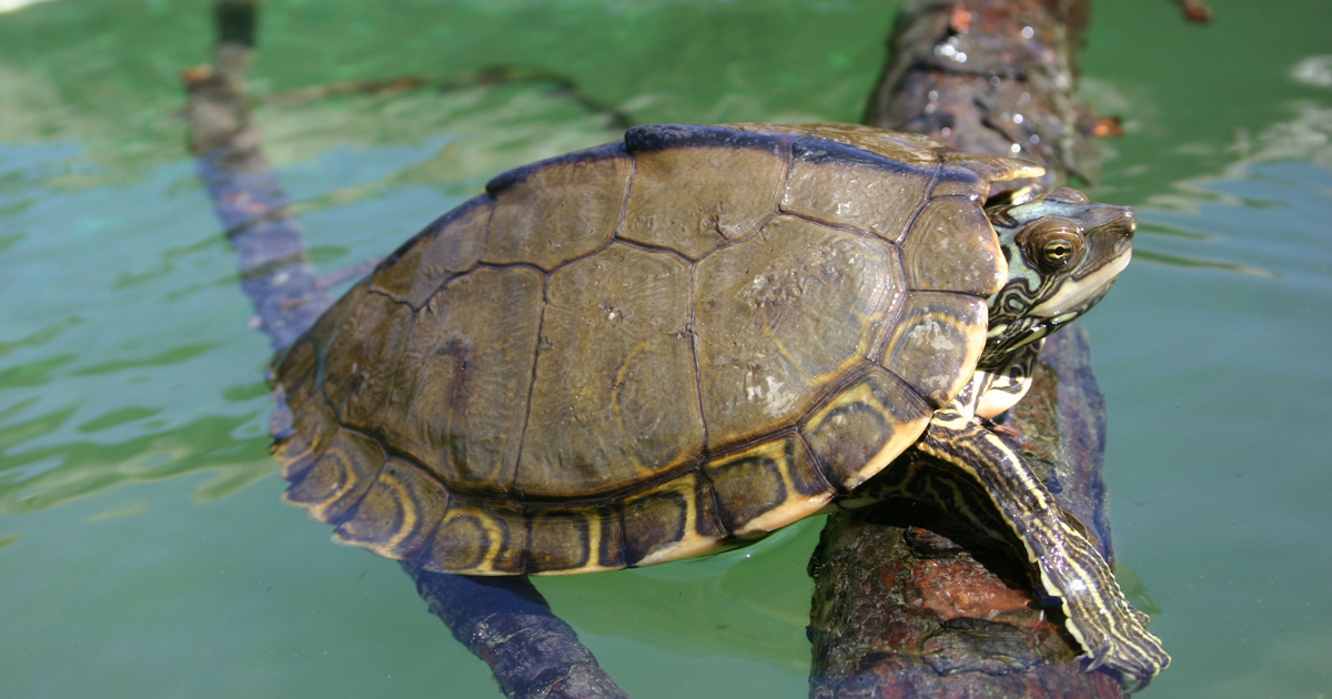 Pearl River map turtle Pearl River map turtle