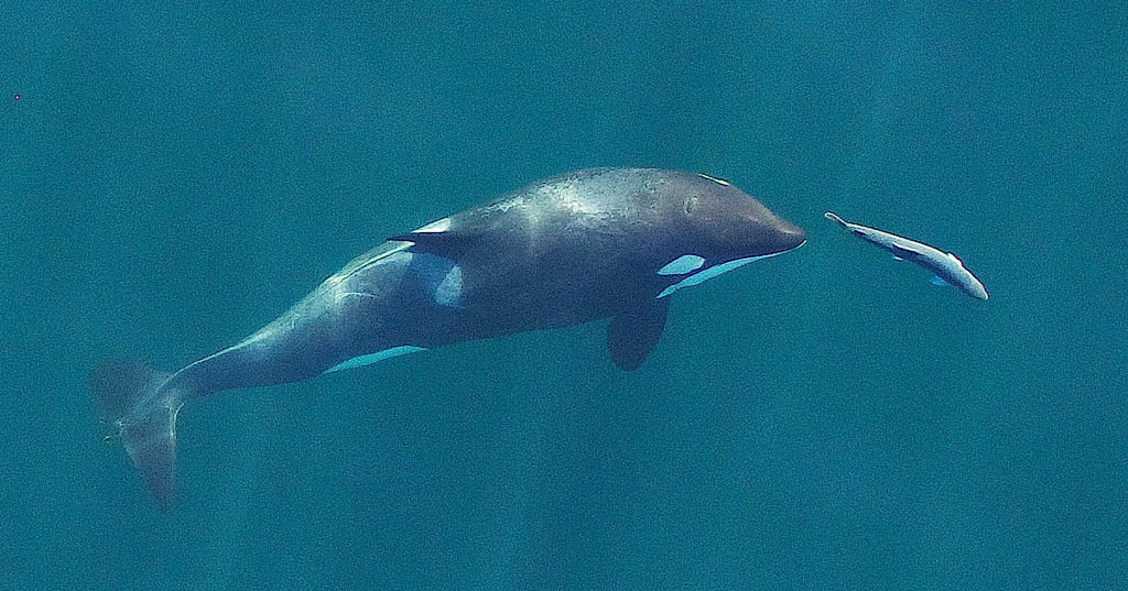 Southern Resident orca chasing a salmon Southern Resident orca chasing a salmon