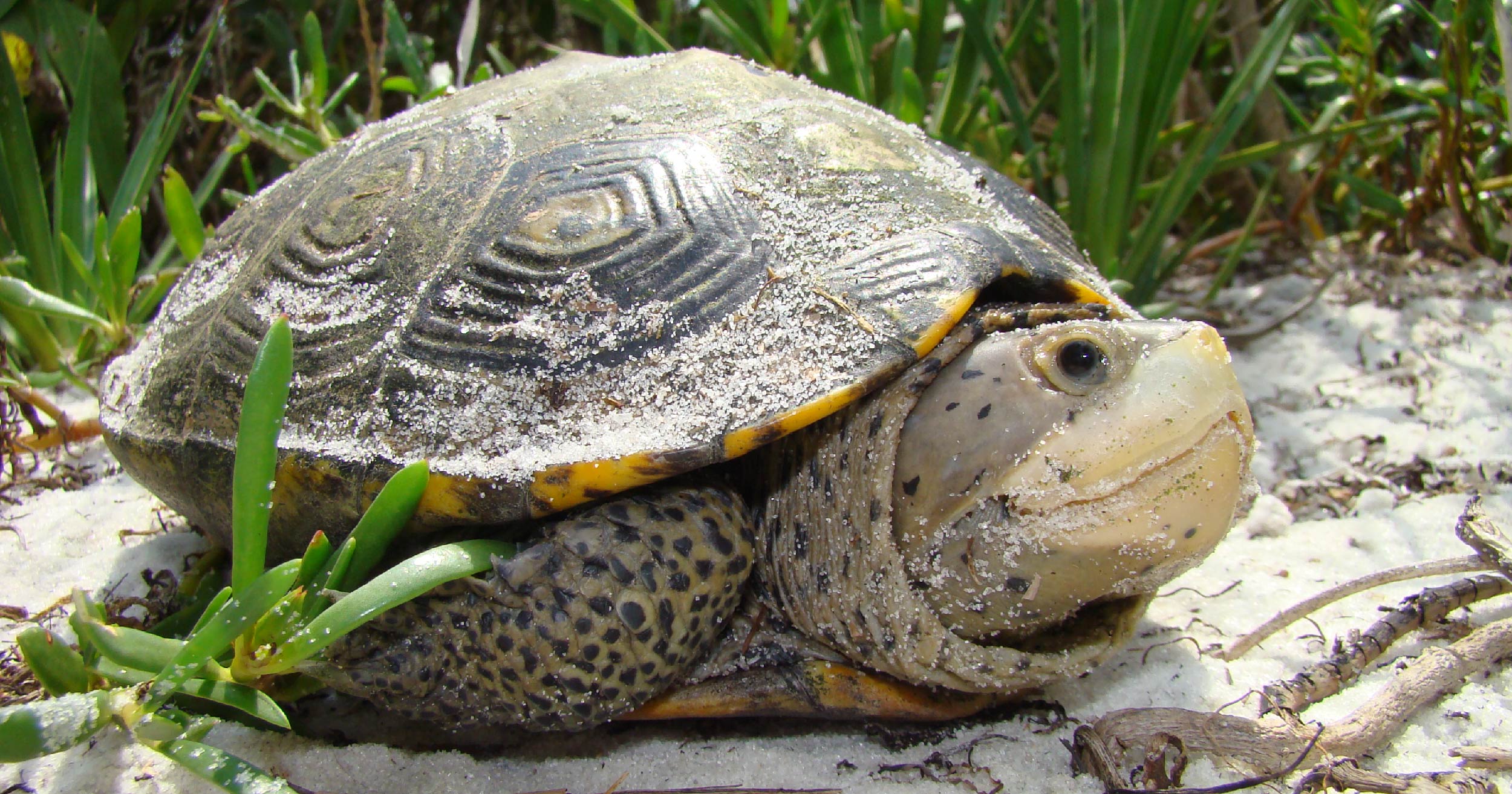 Diamondback terrapin turtle Diamondback terrapin turtle