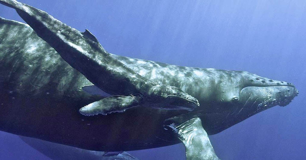 Humpback whale and calf courtesy NOAA