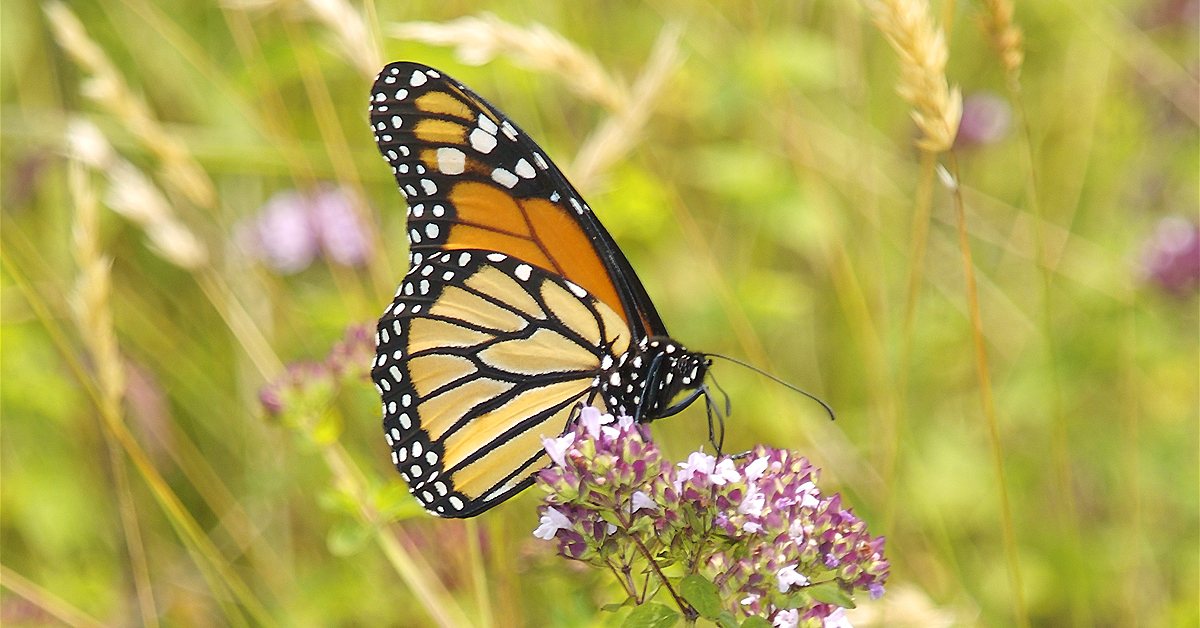 Monarch butterfly Monarch butterfly
