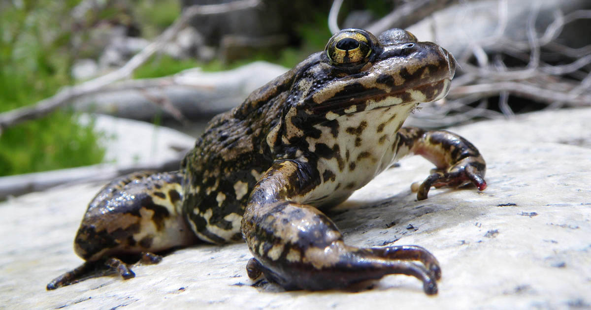 Mountain yellow-legged frog Mountain yellow-legged frog