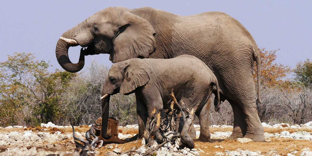 African elephants African elephants