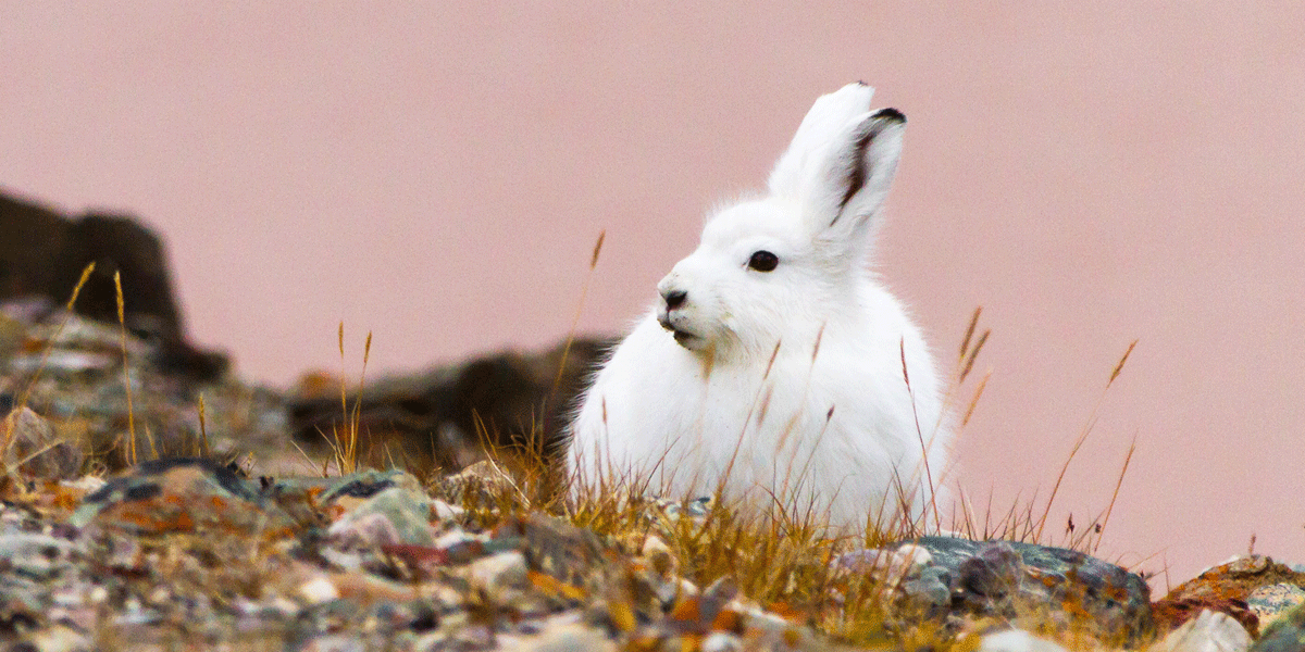 Arctic hare Arctic hare
