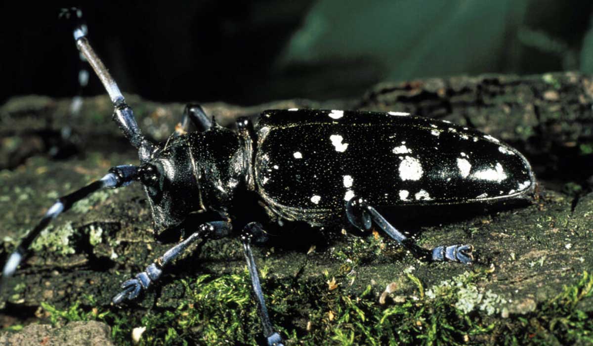 Invasive Asian longhorn beetle Invasive Asian longhorn beetle