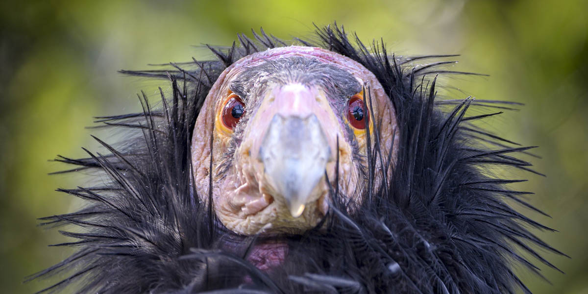 California condor up close California condor up close