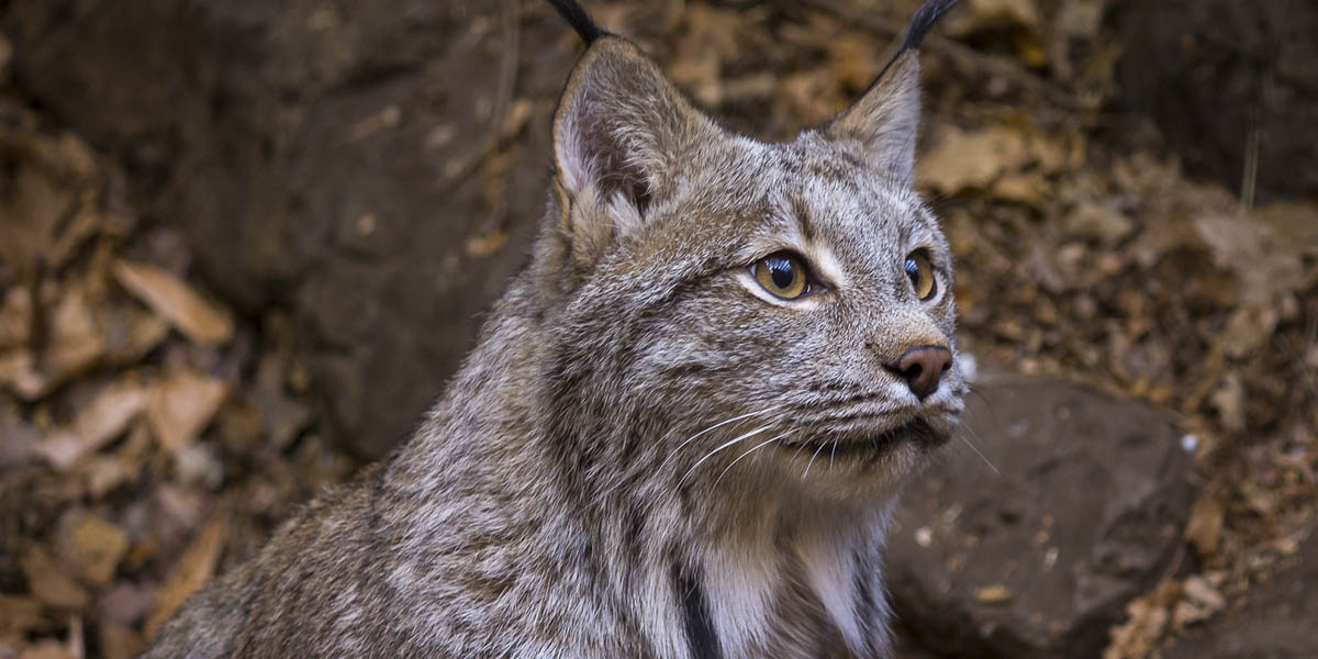Canada lynx Canada lynx