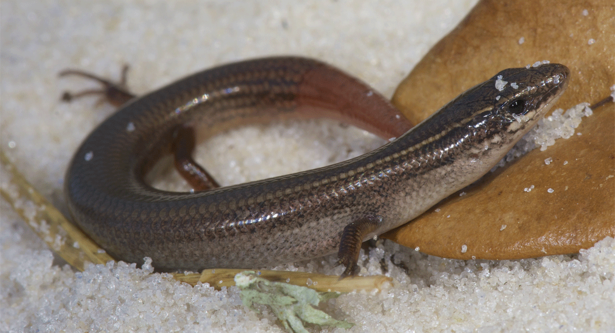 Cedar Key mole skink Cedar Key mole skink