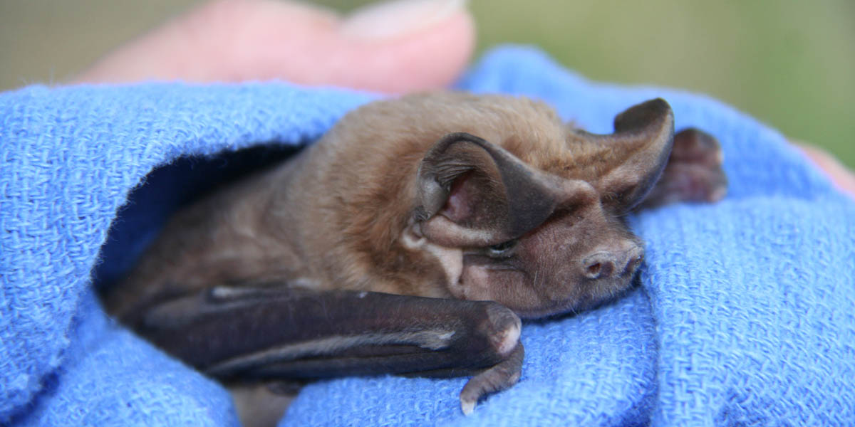 Florida bonneted bat Florida bonneted bat