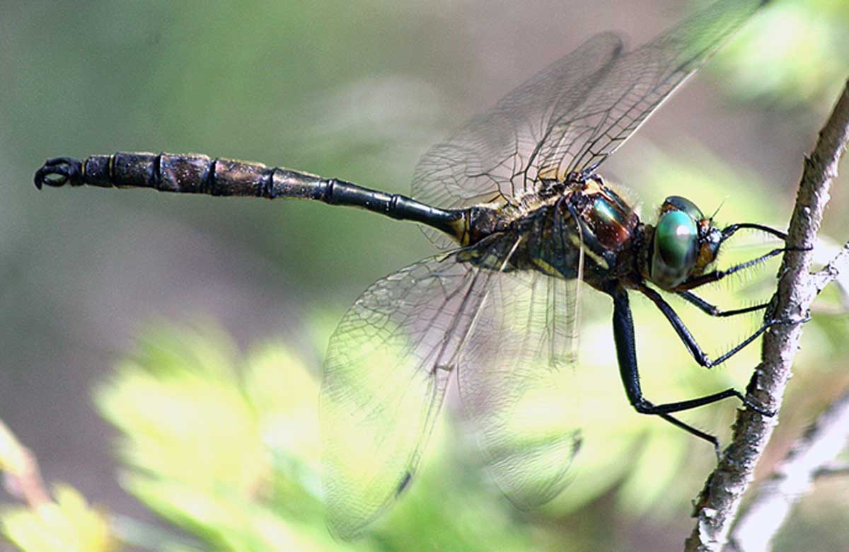 Hine's emerald dragonfly Hine's emerald dragonfly
