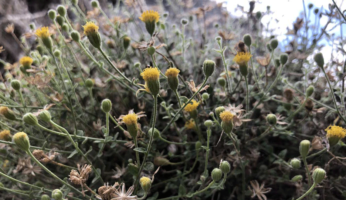 Inyo rock daisy Inyo rock daisy