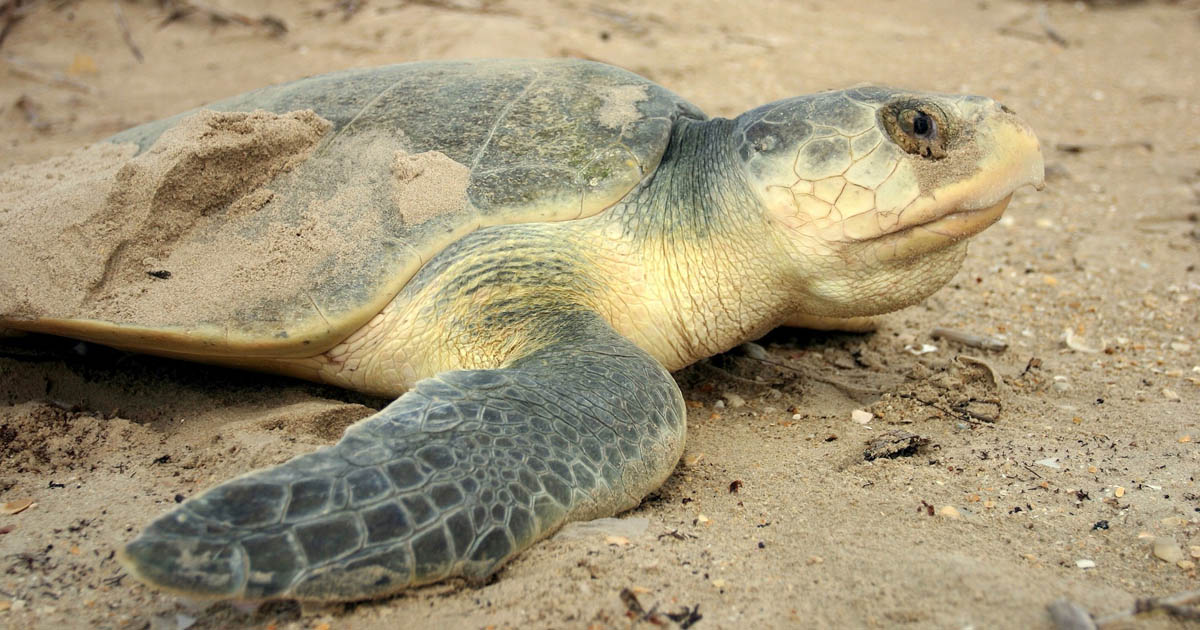Kemp's ridley sea turtle Kemp's ridley sea turtle
