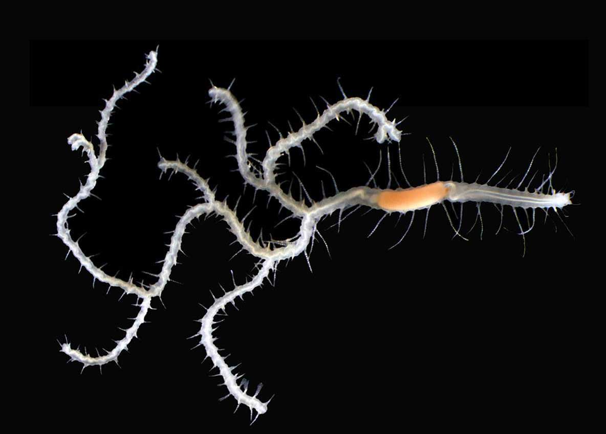 King Ghidorah worm King Ghidorah worm