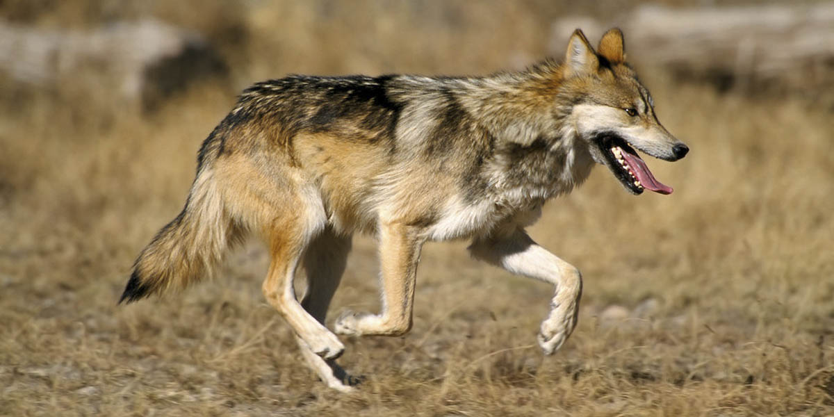 Mexican gray wolf Mexican gray wolf