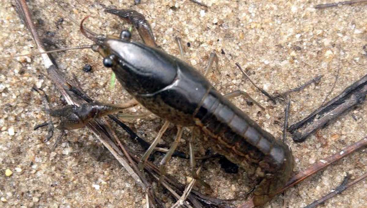 Panama City crayfish Panama City crayfish
