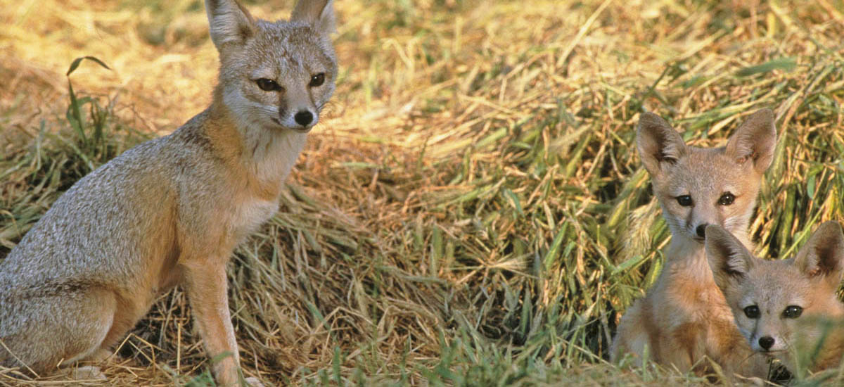 San Joaquin kit fox and pups San Joaquin kit fox and pups