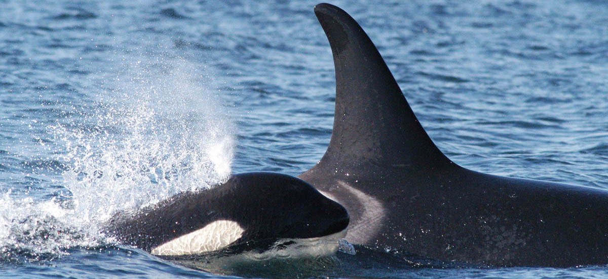 Southern resident orca and calf spouting