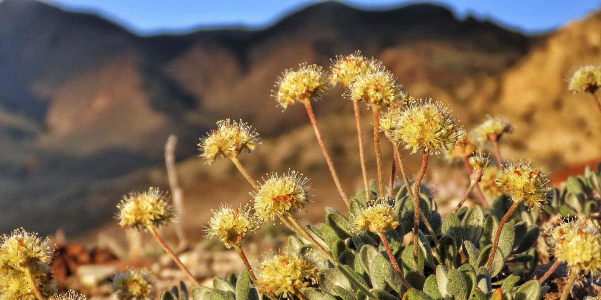 Tiehm's buckwheat Tiehm's buckwheat