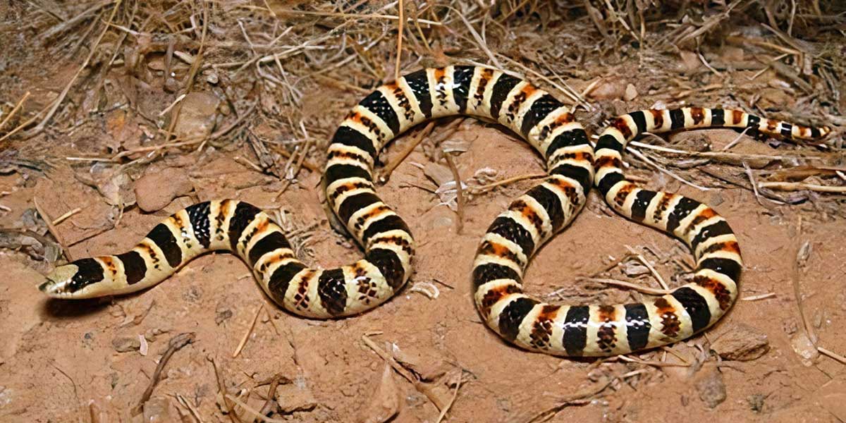 Tucson shovel-nosed snake Tucson shovel-nosed snake