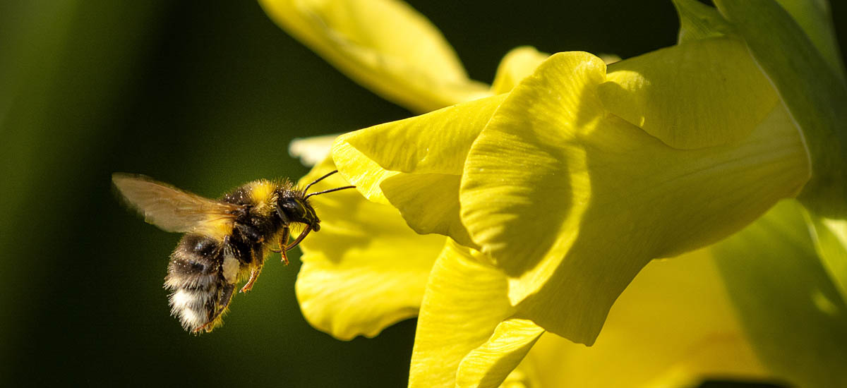 Bee pollinating a flower Bee pollinating a flower