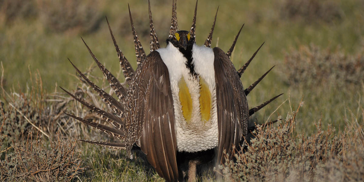 Male sage grouse Male sage grouse