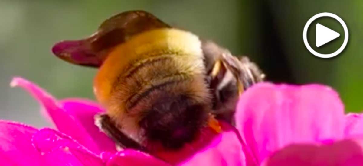 Bumblebee butt video still