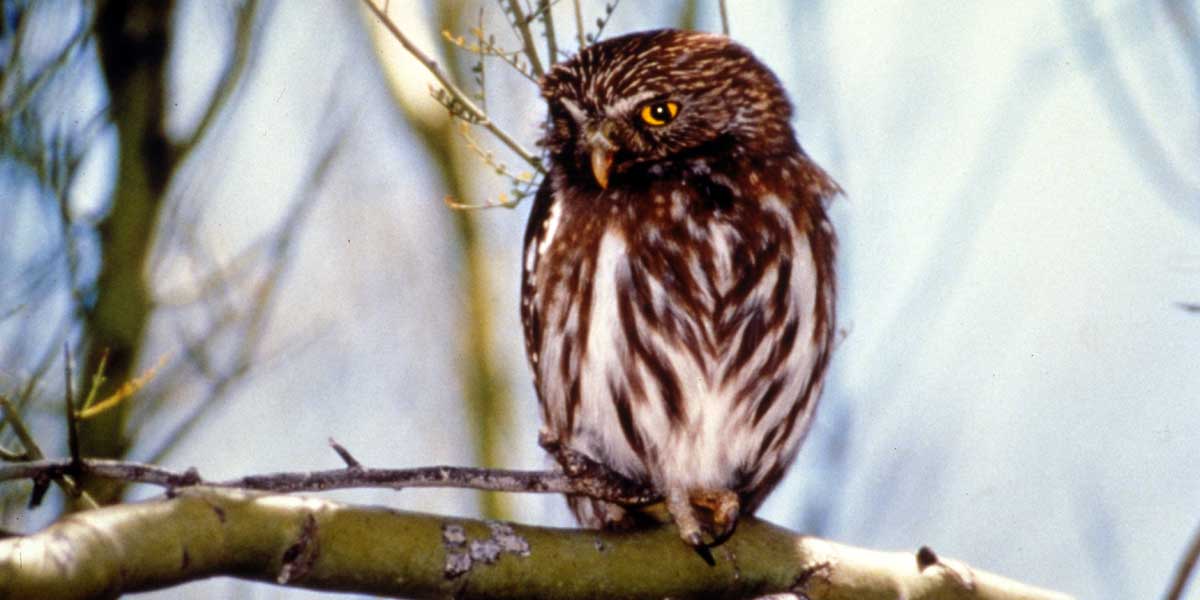 Cactus ferruginous pygmy owl Cactus ferruginous pygmy owl