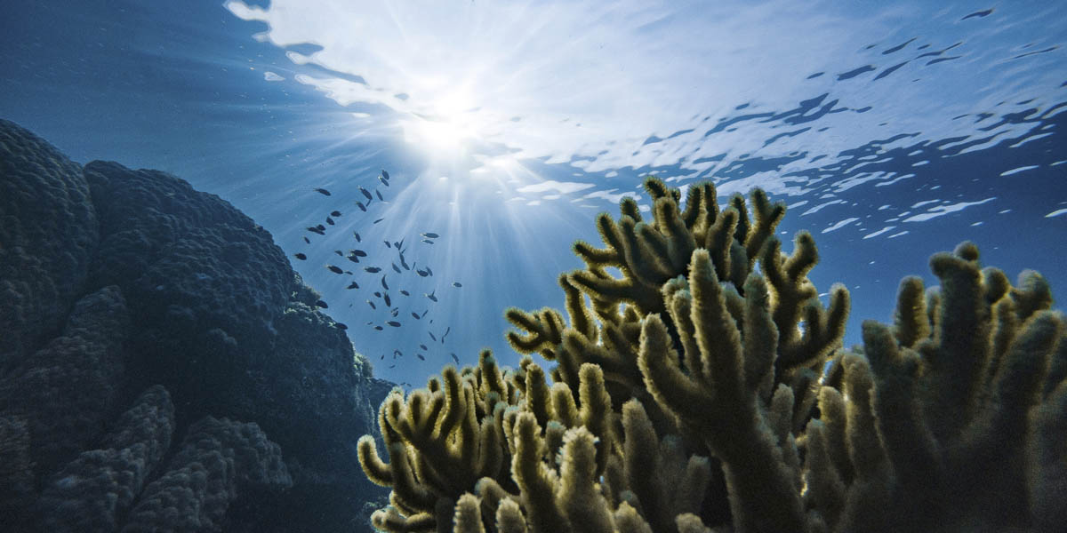 Coral reef Coral reef