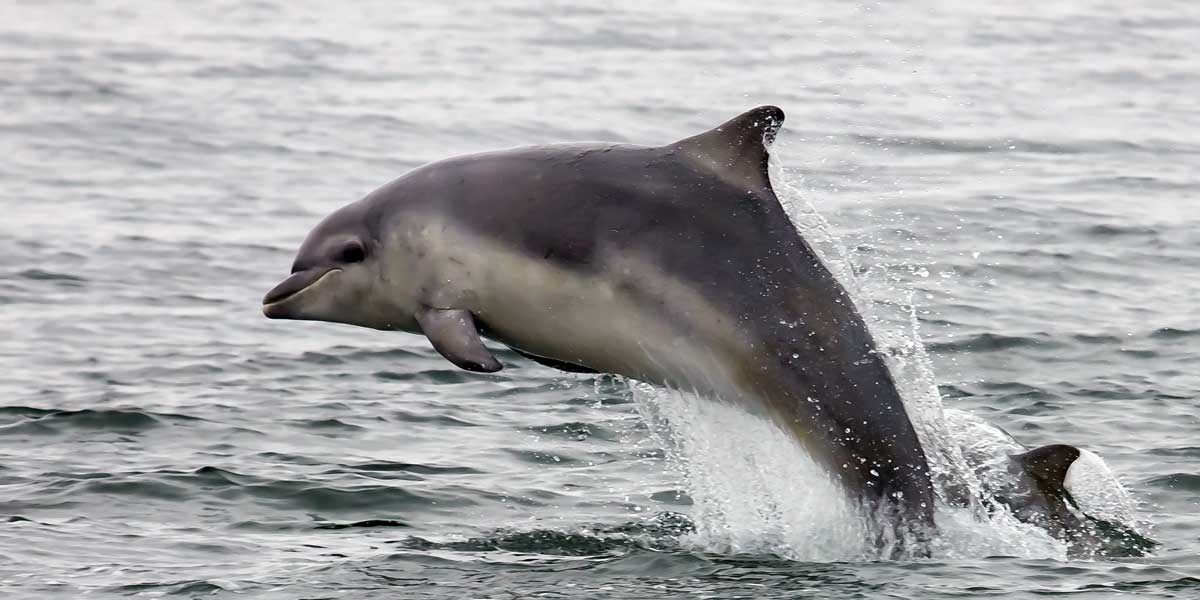 Leaping dolphin Leaping dolphin