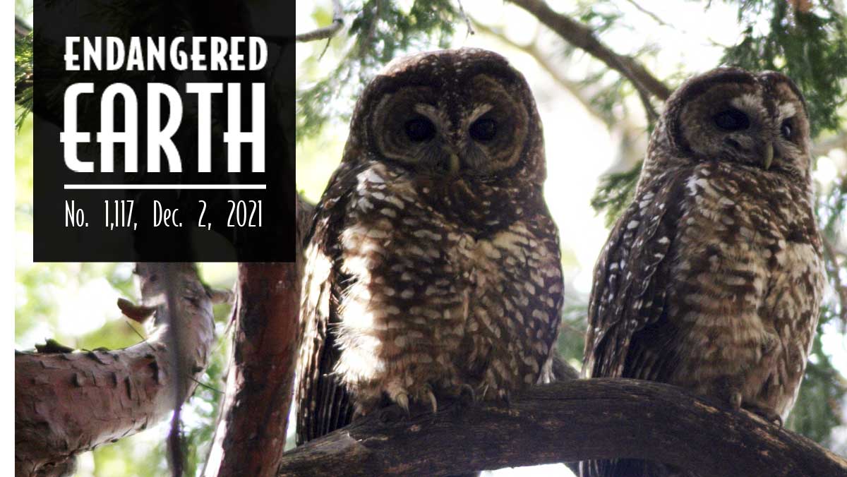 California spotted owls California spotted owls