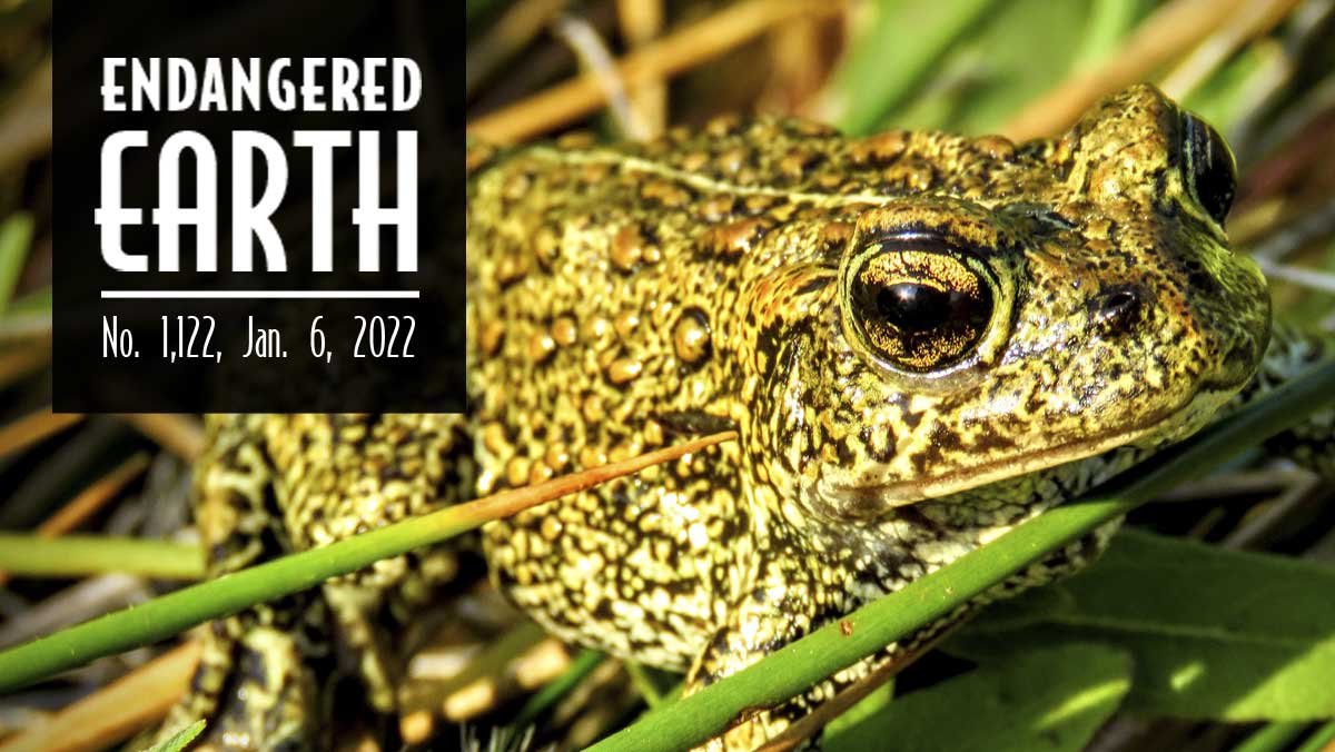 Dixie Valley toad Dixie Valley toad
