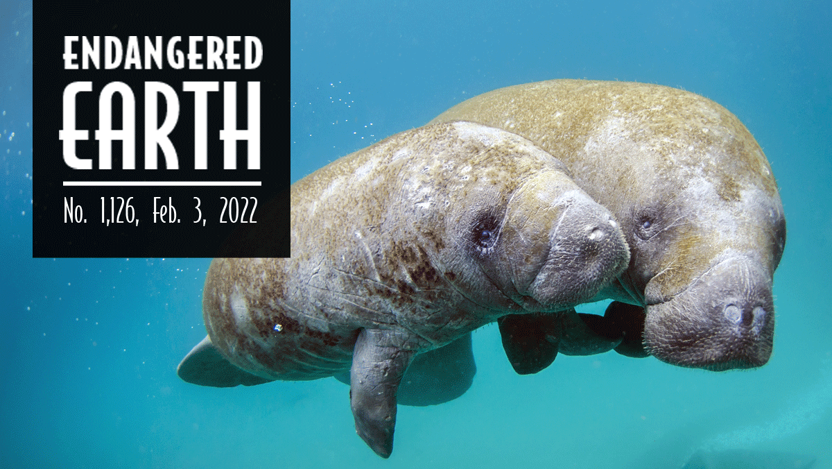 Florida manatee and calf Florida manatee and calf