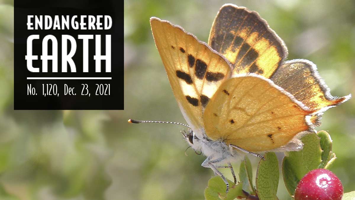 Hermes copper butterfly Hermes copper butterfly