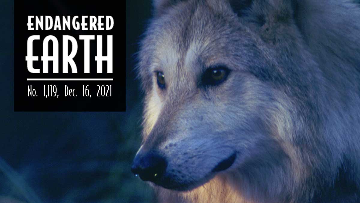 Mexican gray wolf Mexican gray wolf