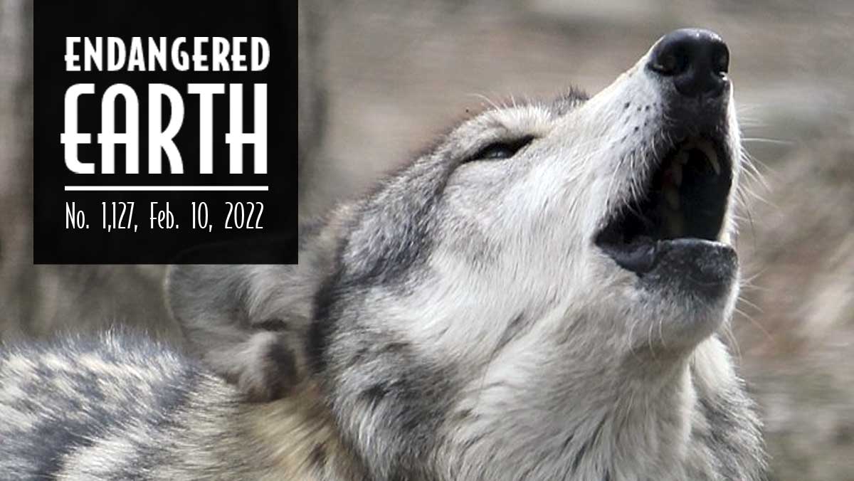 Gray wolf howling Gray wolf howling