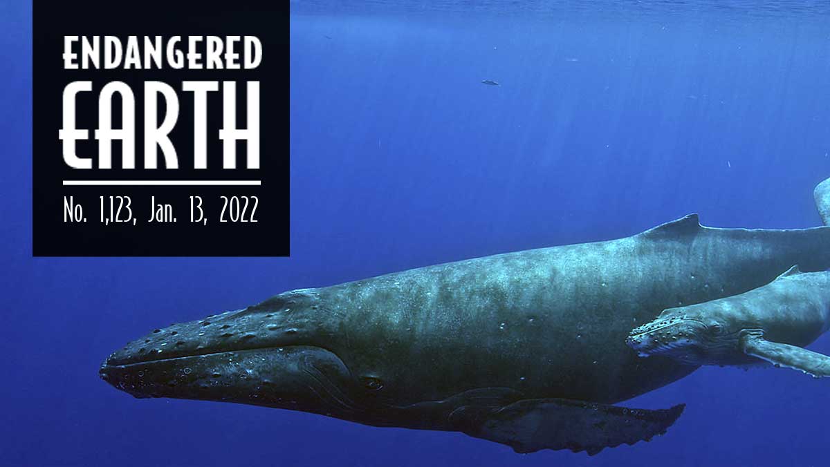 Humpback whale and calf Humpback whale and calf