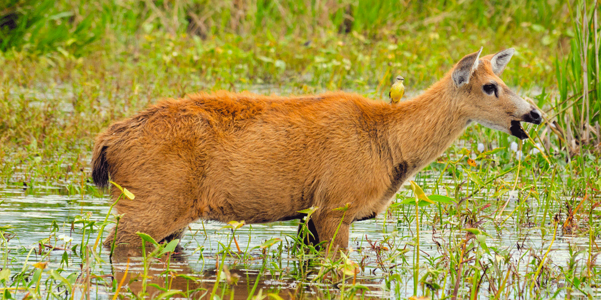 Female marsh deer in water Female marsh deer in water