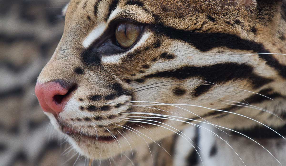 Ocelot Ocelot