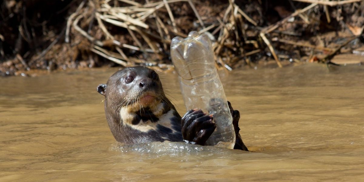 Otter with plastic water bottle Otter with plastic water bottle