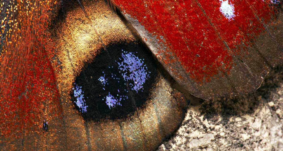 Close-up of peacock butterfly wing Close-up of peacock butterfly wing
