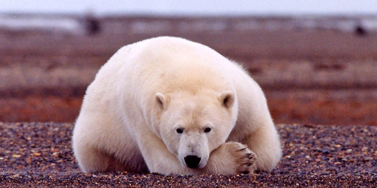 Polar bear Polar bear
