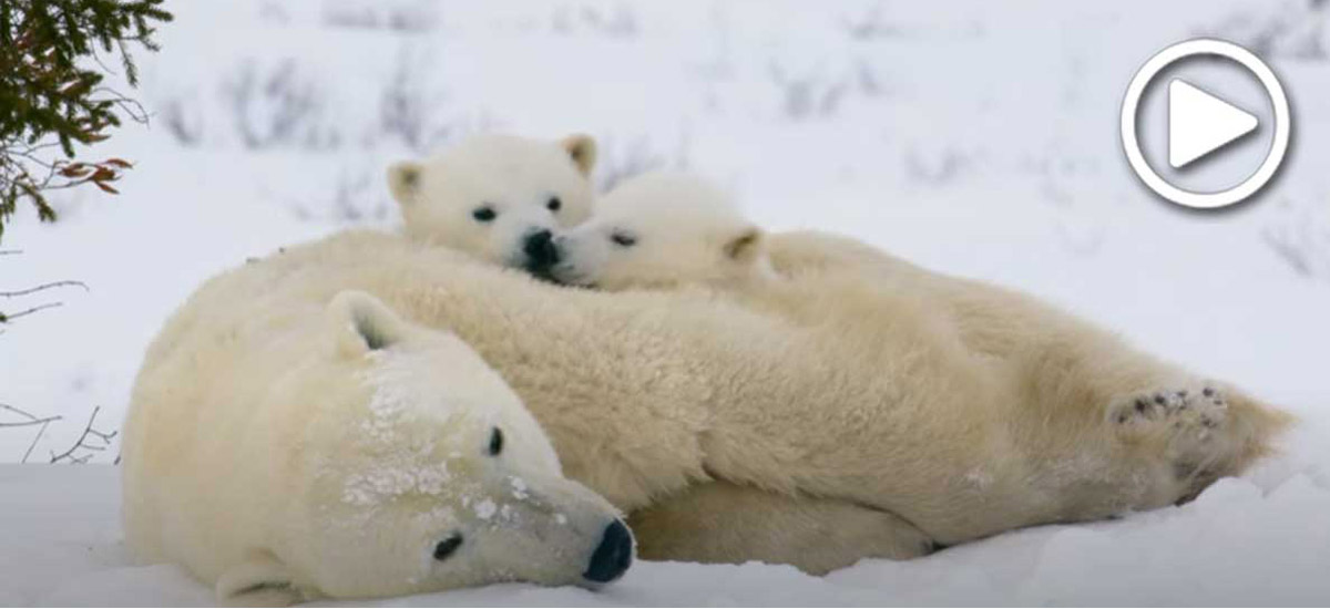 Polar bear mother and cubs Polar bear mother and cubs